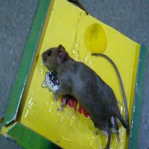 Reusable Expert Catch Mouse & Rat Glue Catch Trap - Image 2